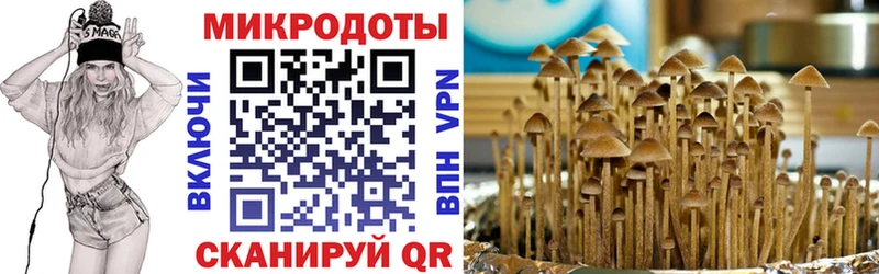 Купить где  Ладушкин  Галлюциногенные грибы Psilocybine cubensis 